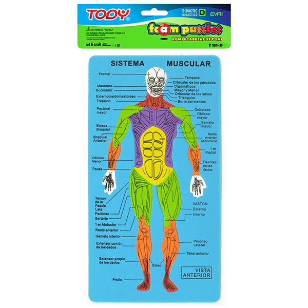 FOMI T151-D DIDACTICO CUERPO HUMANO                         